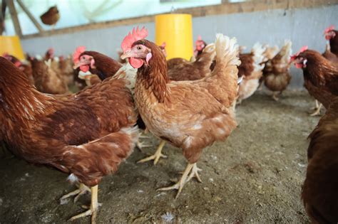 Gallinas en huelga dentro de una fábrica de chocolate