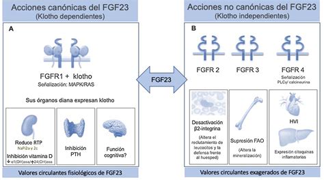Mecanismos de acción del FGF23 en el contexto renal