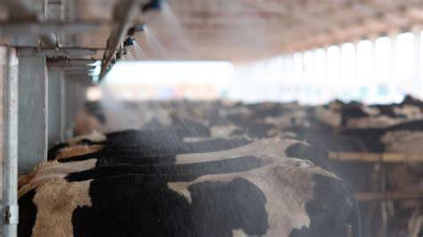 Sistemas de enfriamiento en establos para vacas