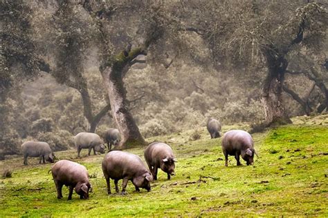 Extensión de la dehesa para la crianza de cerdos ibéricos