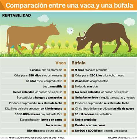 Tabla comparativa nutricional entre carne de búfalo y carne de res