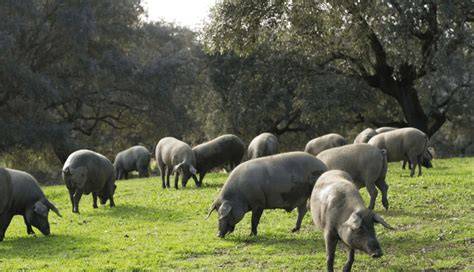 Mapa de la expansión del cerdo ibérico