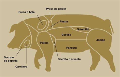 Anatomía del cerdo ibérico