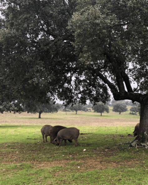 Cerdos ibéricos alimentándose de bellotas en la dehesa