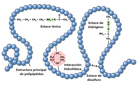 Diagrama que muestra la interacción de proteínas, CO2 y azúcares en la formación de espuma de cerveza
