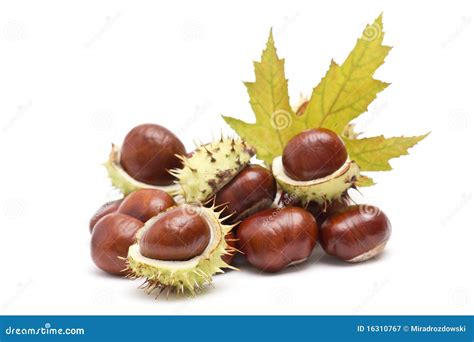 Castañas frescas y hojas de otoño