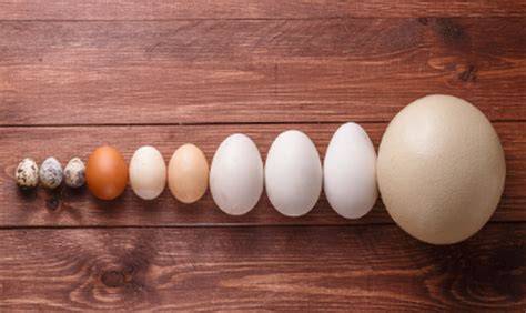 Diferentes tamaños y colores de huevos clasificados