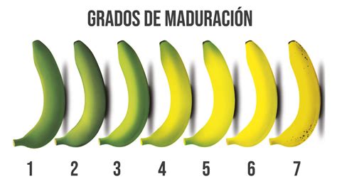 Esquema de los diferentes estados de maduración de los morrones por color