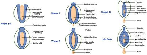 Esquema de la anatomía vulvar femenina