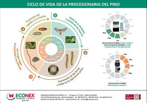 Esquema del ciclo de vida de la procesionaria del pino