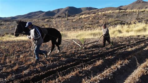 Máquina de arar trabajando en un campo de brócoli