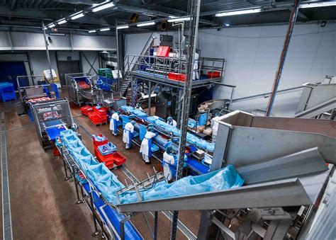 Línea de envasado automática de brócoli