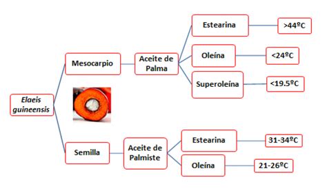 Esquema de las fracciones del aceite de palma: oleína y estearina