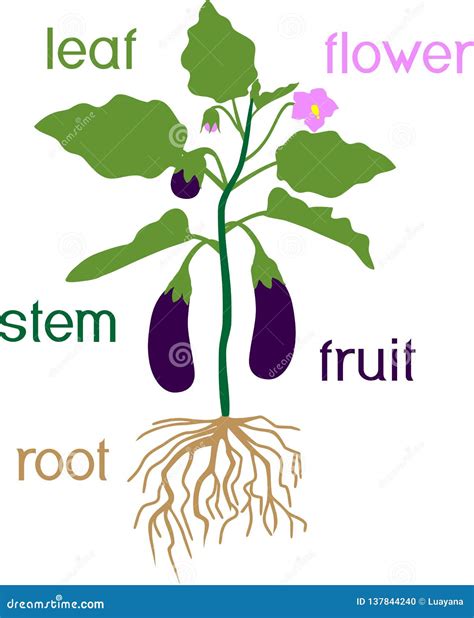Esquema de las partes de la planta de berenjena (raíz, tallo, hojas, flor, fruto)