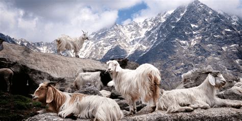 cabras de cachemira en su hábitat natural