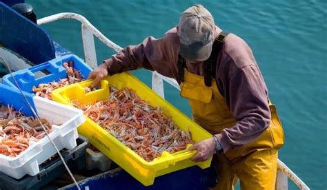 Diferentes métodos de pesca de la merluza