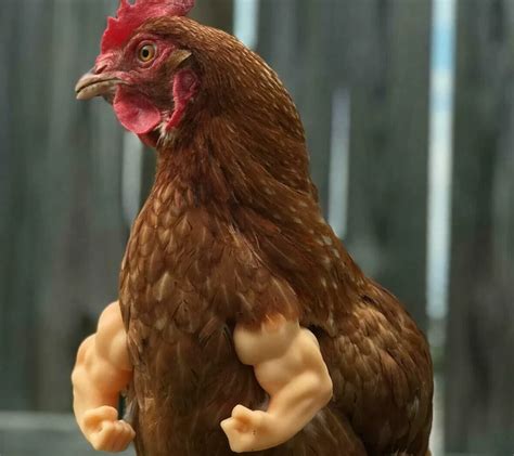 Gallina con brazos musculosos de juguete