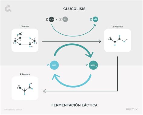 Microorganismos implicados en la fermentación láctica