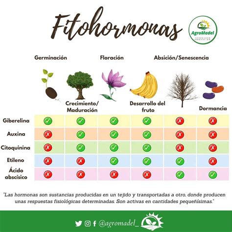 Esquema de las principales fitohormonas y su interacción en el crecimiento vegetal