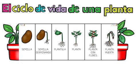 Ciclo de vida de una planta, mostrando etapas influenciadas por auxinas