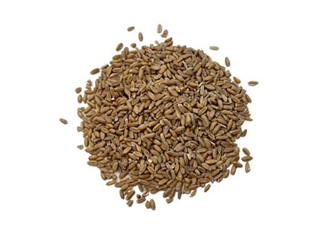 Grano de espelta