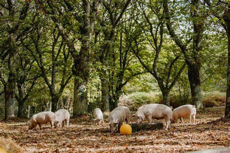 Cerdo alimentado con castañas en un entorno natural