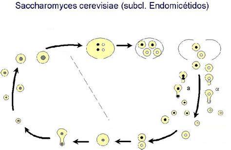 Ciclo de vida de Saccharomyces cerevisiae