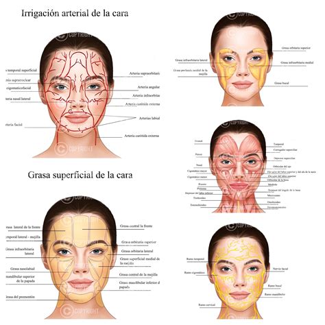 Esquema de la anatomía facial y las zonas donde se aplican los hilos tensores