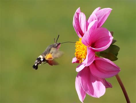Insecto polinizador en flor