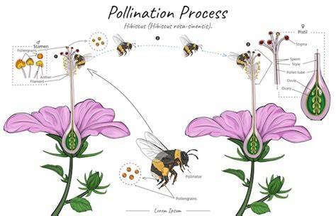 Esquema de las interacciones de un polinizador con una flor