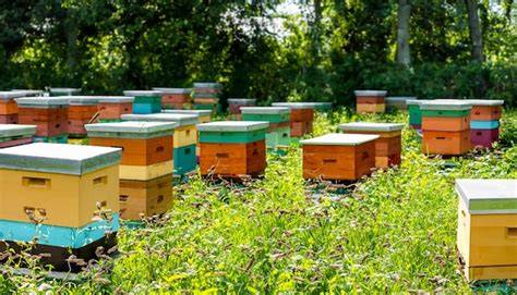 Colmenas comerciales de abejas melíferas en un campo de melones