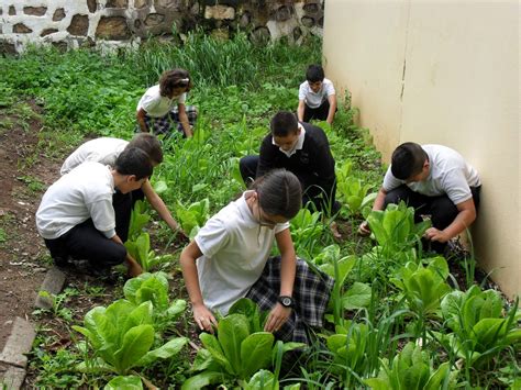 Niños en un huerto escolar trabajando en el proyecto
