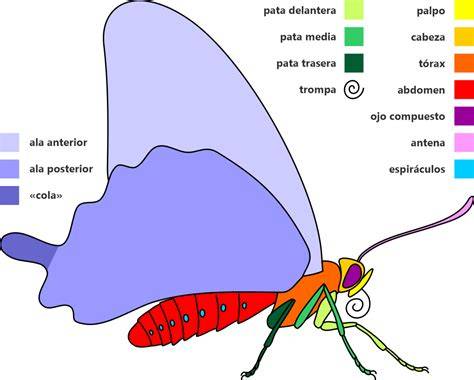 Esquema de las partes de una paellera