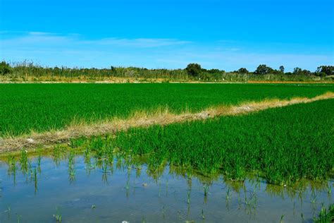 Imagen de la Albufera de Valencia, mostrando los arrozales