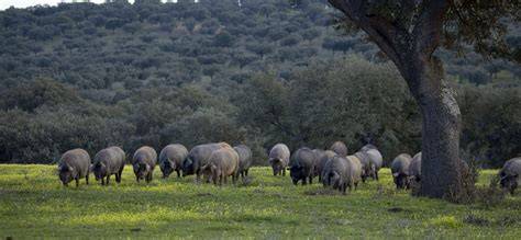 Cerdo ibérico en la dehesa
