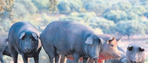 Dehesa con cerdos ibéricos durante la montanera