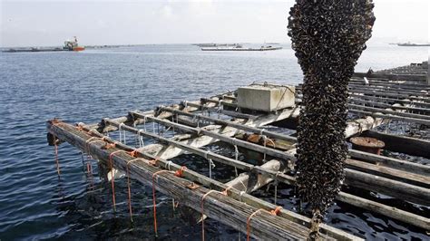Mejillones en una batea gallega