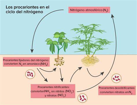 Esquema: Ciclo del nitrógeno y el papel de las legumbres
