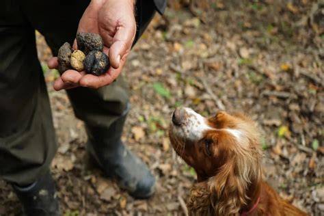 Perro trufero buscando trufas en el bosque