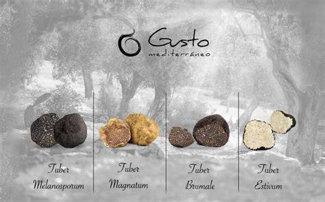 Variedades de trufas: negra y blanca