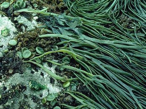 Alga Himanthalia elongata (espagueti de mar)