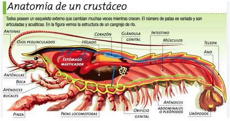 Esquema de las partes de una gamba: cefalotórax y abdomen