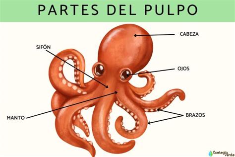 Ilustración de un pulpo con sus partes anatómicas
