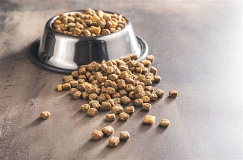 gato doméstico examinando diferentes formas de croquetas en un cuenco