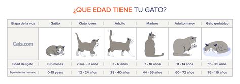 infografía sobre tamaños de croquetas según la edad del gato