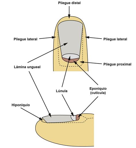 Anatomía de la uña y el lecho ungueal