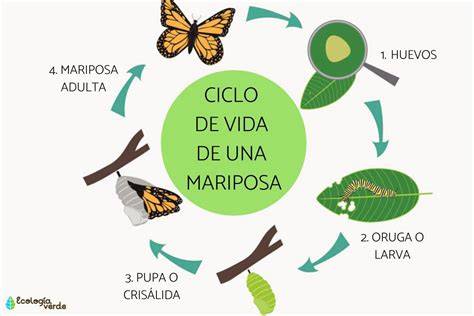 Ciclo de vida de una mariposa