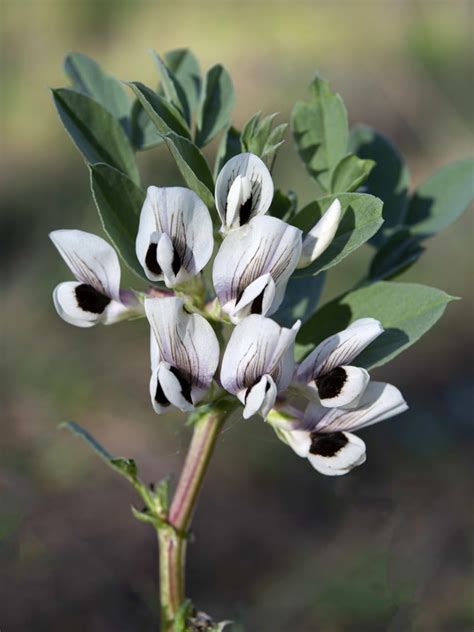Haba Vicia faba L.