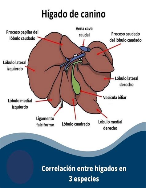 Ilustración nutricional del hígado de cerdo