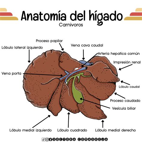 Proceso de limpieza y corte del hígado de cerdo